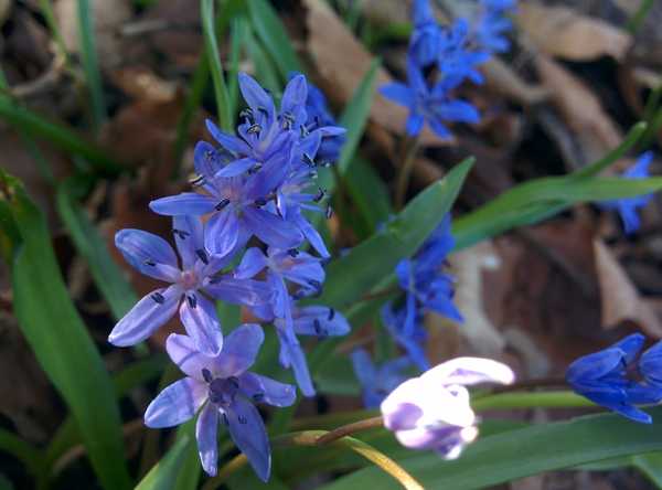 Blausterne Blausterne